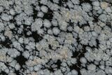 Polished Snowflake Obsidian Section - Utah #117769-1